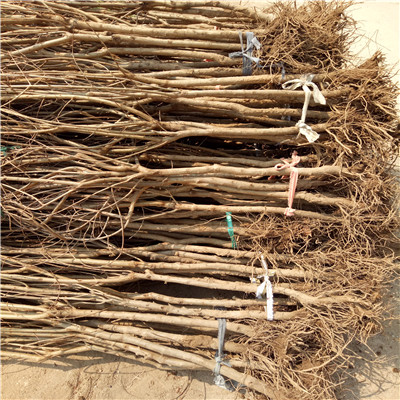 五公分大石榴樹石榴苗種植技術(shù)
