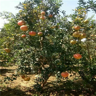 白如玉石榴苗定植两年的白如玉石榴苗出售价格