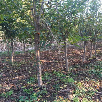 湖北紅籽石榴苗批發(fā)什么價