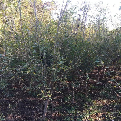 江西無籽石榴苗出售基地