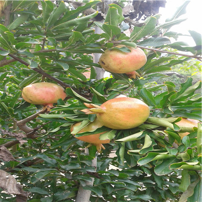 地径一公分石榴苗种植季节 水晶石榴苗批发价格