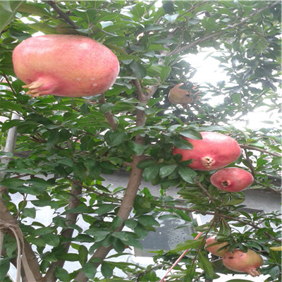 紅籽石榴苗苗場(chǎng)電話 地徑一公分石榴苗種植技術(shù)