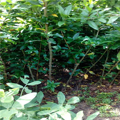 定植兩年的石榴苗種植技術(shù) 石榴樹(shù)苗木銷(xiāo)售電話