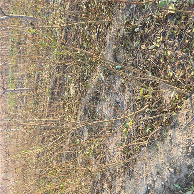 石榴树三公分以上石榴树品种特点介绍