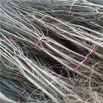 蒙陽紅石榴苗成熟季節(jié) 地徑一公分石榴苗每天新報(bào)價(jià)
