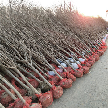 泰山紅石榴苗一棵價(jià)錢粗度兩公分的泰山紅石榴苗一棵價(jià)錢