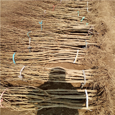 石榴苗批发基地 定植两年的石榴苗苗木销售电话