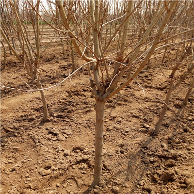 无籽石榴苗种植技术 山东石榴苗基地石榴苗批发基地