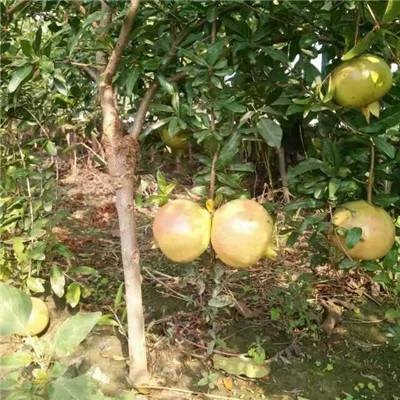 石榴小苗種植技術(shù)定植兩年的石榴小苗種植技術(shù)