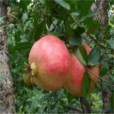 紅籽石榴苗價(jià)格及報(bào)價(jià) 五公分大石榴樹每天新報(bào)價(jià)