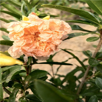 水晶石榴苗粗度兩公分的水晶石榴苗種植技術(shù)