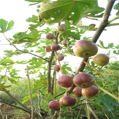 布兰瑞克无花果苗批发基地 直径两公分无花果苗批发基地