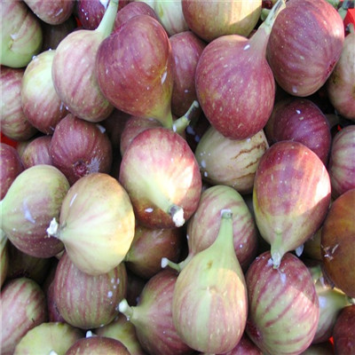 中農(nóng)矮生無花果苗品種特點(diǎn)介紹 地徑一公分無花果苗種植季節(jié)