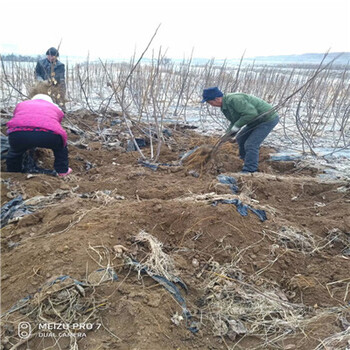 江苏两年生金傲芬无花果苗批发基地