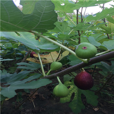 蓬莱柿无花果苗两年生的蓬莱柿无花果苗品种特点介绍