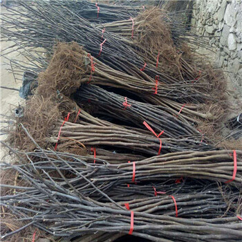 重慶波姬紅無花果苗批發(fā)多少錢