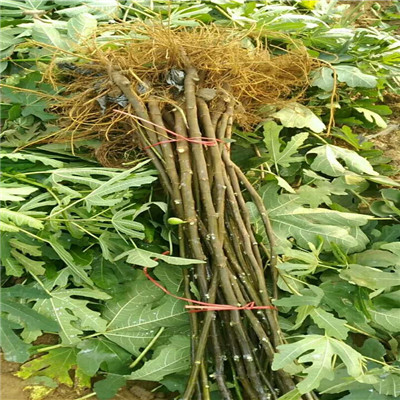 四川兩年生早黃無(wú)花果苗品種特點(diǎn)介紹