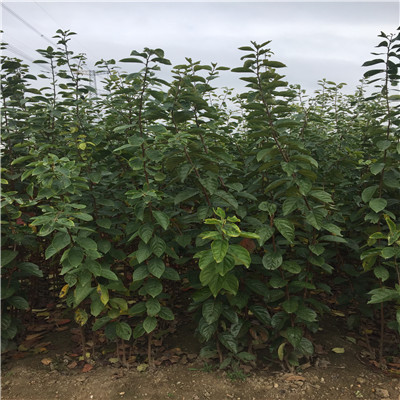 定植兩年的柿子樹(寶蓋甜柿成熟季節(jié)