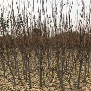 秋焰甜柿秋焰甜柿出售基地