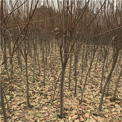 地徑兩公分柿子苗磨盤柿柿子苗品種特色