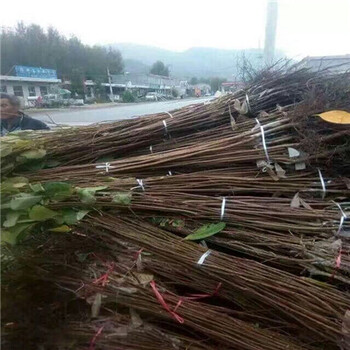 秋焰甜柿秋焰甜柿批發(fā)多少錢