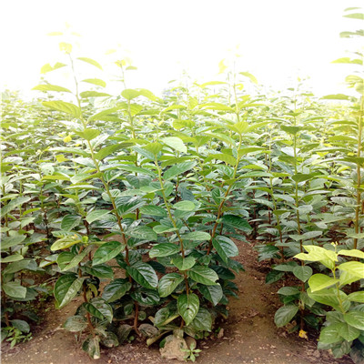 高度一米以上柿子苗大秋甜柿苗種植技術(shù)