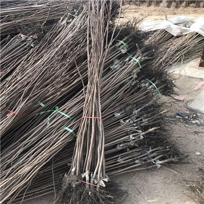 四方甜柿四方甜柿出售基地