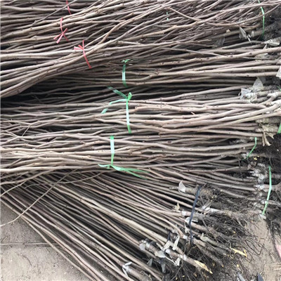 定植兩年的柿子樹小果甜柿種植技術(shù)