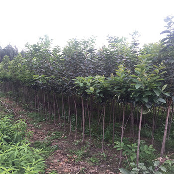 蜜糖柿蜜糖柿出售基地