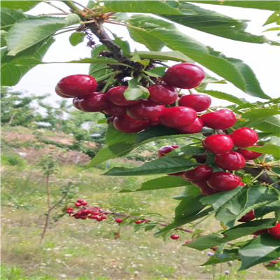 櫻桃小苗品種特色 五公分當(dāng)年結(jié)果櫻桃樹品種特點(diǎn)