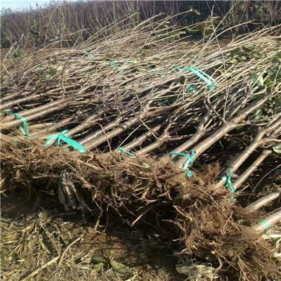 吉塞拉12號(hào)矮化櫻桃小苗品種特點(diǎn)介紹