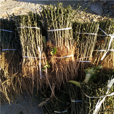 貴州0.3枳殼小苗苗圃出售