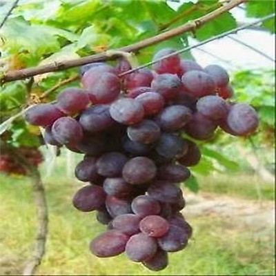 地徑兩公分葡萄樹巨峰葡萄苗批發(fā)價(jià)格