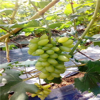 2021年山東葡萄苗紅乳葡萄苗價格及報價