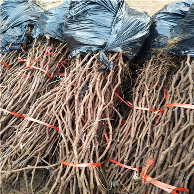 地徑兩公分葡萄樹占地大葡萄樹種植技術(shù)