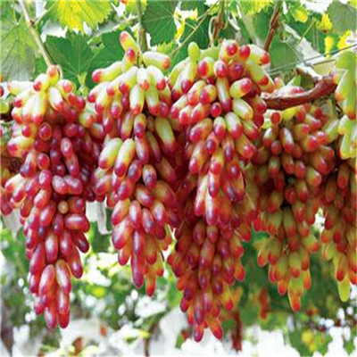 地徑兩公分葡萄樹(shù)陽(yáng)光玫瑰葡萄苗種植技術(shù)