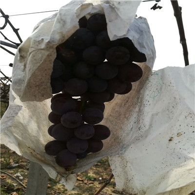地徑兩公分葡萄樹(shù)陽(yáng)光玫瑰葡萄苗種植技術(shù)