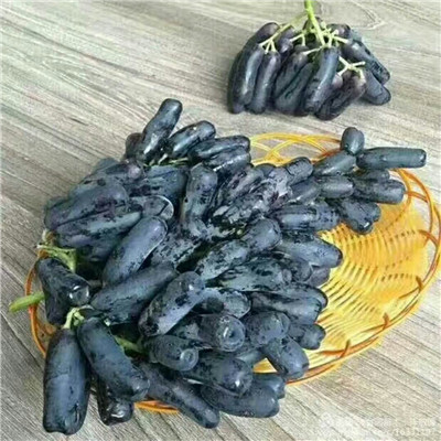 地徑兩公分葡萄樹(shù)紅地球葡萄苗品種特點(diǎn)介紹