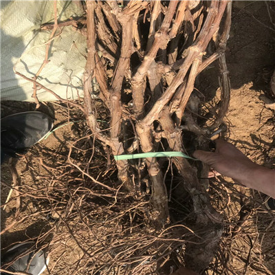 地徑兩公分葡萄樹巨峰葡萄苗批發(fā)價(jià)格