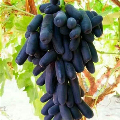 一年生嫁接葡萄苗陽(yáng)光玫瑰葡萄苗品種特點(diǎn)介紹
