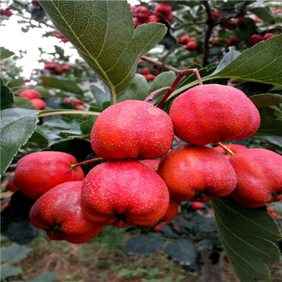 山東山楂小樹(shù)多少錢(qián)一課