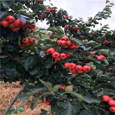 山楂樹品種特色 山楂樹批發(fā)基地