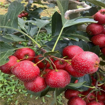 三公分的山楂樹大金星山楂苗品種特點(diǎn)