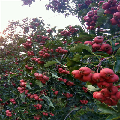 山楂樹成熟季節(jié) 山楂樹批發(fā)基地