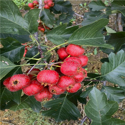 甜紅籽山楂苗基地報價 甜紅籽山楂苗每天報價