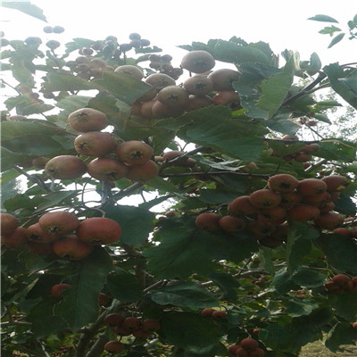 兩年生的山楂樹苗甜山楂樹苗種植技術(shù)
