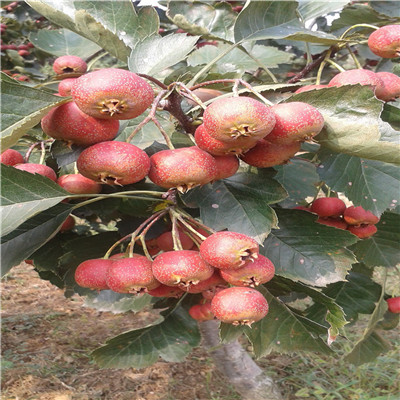 山楂苗種植季節(jié) 山楂苗種植技術(shù)