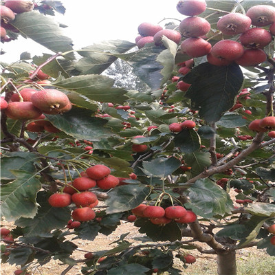 山楂小苗成熟季节 山楂小苗品种特点