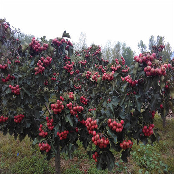 山楂小苗價(jià)格一公分山楂小苗價(jià)格