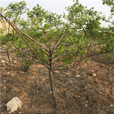 山楂樹種植技術 山楂樹批發基地